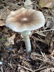 Amanita solaniolens