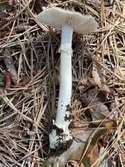 Amanita solaniolens