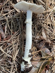 Amanita solaniolens