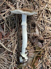 Amanita solaniolens