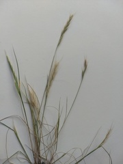 Festuca muralis