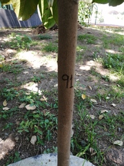 Terminalia kaernbachii