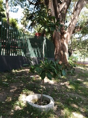 Terminalia kaernbachii