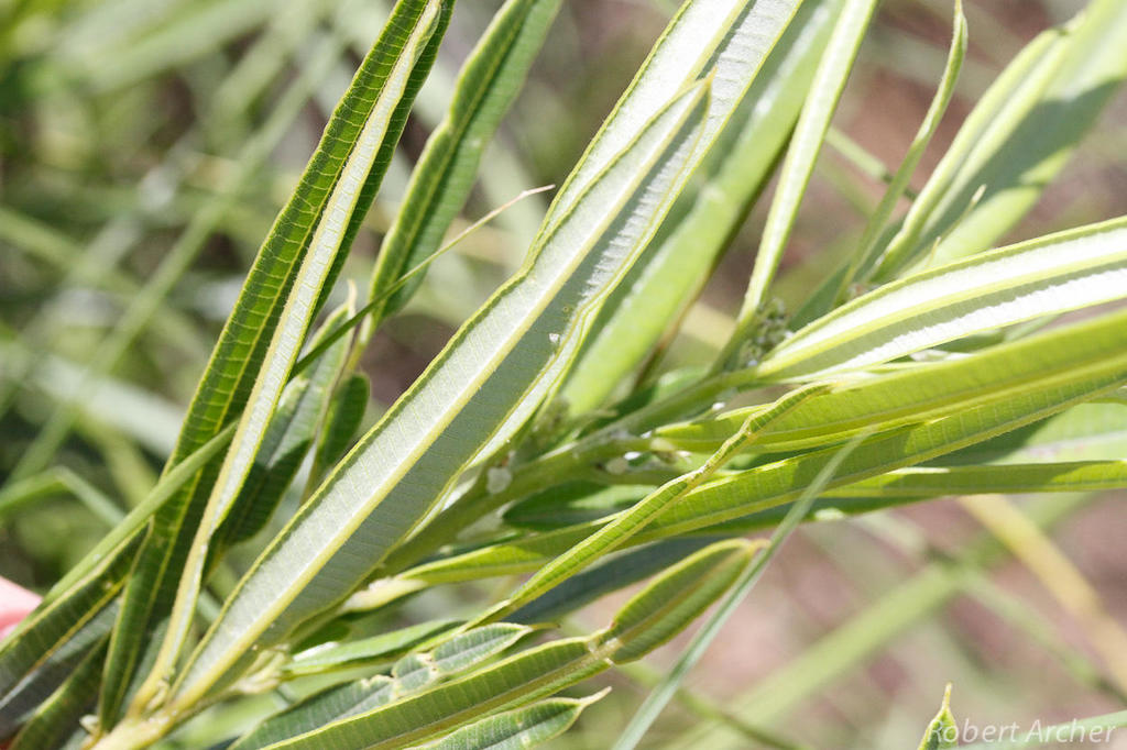 Ozoroa barbertonensis