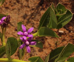 Raphionacme hirsuta