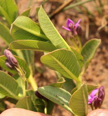 Raphionacme hirsuta