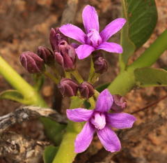 Raphionacme hirsuta