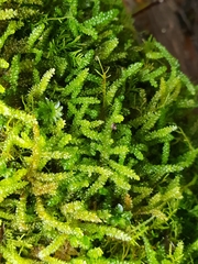 Lembophyllum divulsum