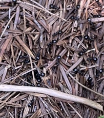 Dolichoderus taschenbergi