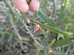 Bossiaea scolopendria