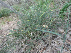 Bossiaea scolopendria