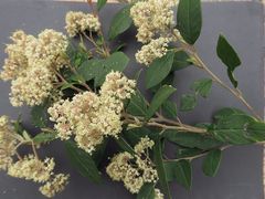Pomaderris discolor