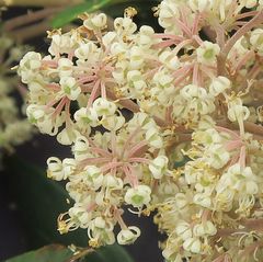 Pomaderris discolor