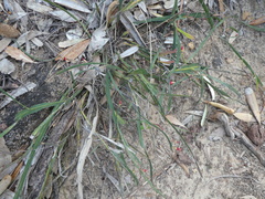 Bossiaea scolopendria