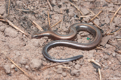 Scelotes mossambicus