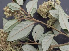 Pomaderris discolor