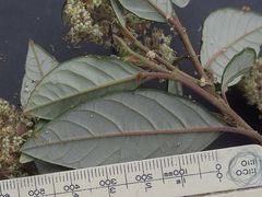Pomaderris discolor