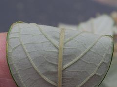 Pomaderris discolor