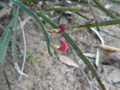 Bossiaea scolopendria