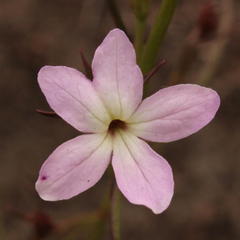 Cycnium tubulosum tubulosum