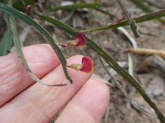 Bossiaea scolopendria