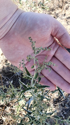 Atriplex aucheri (Atriplex aucheri)