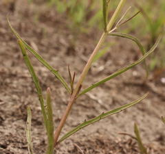 Cycnium tubulosum tubulosum