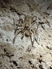 Pavocosa