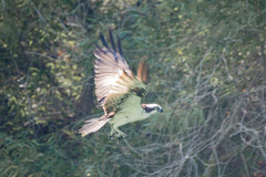 Ptychocheilus grandis