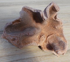 Calcarea