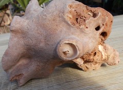 Calcarea