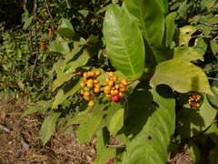 Ixora brachypoda (Ixora brachypoda)