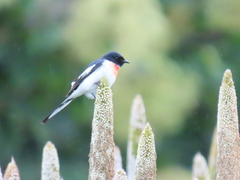 Pericrocotus erythropygius