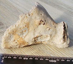 Calcarea