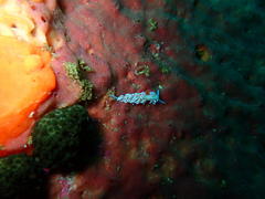 Phyllodesmium horridum