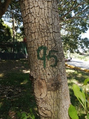 Terminalia kaernbachii