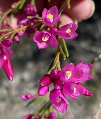 Boronia nematophylla