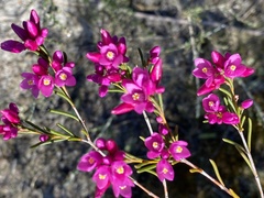 Boronia nematophylla
