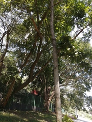 Terminalia kaernbachii