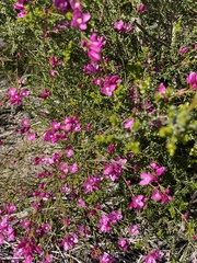 Boronia nematophylla