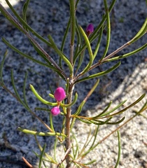Boronia nematophylla