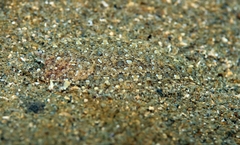 Arnoglossus