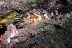 Madeira Rockfish photo 3