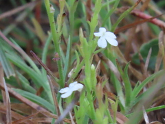 Striga densiflora