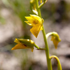 Orthochilus litoralis