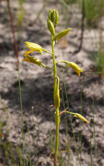 Orthochilus litoralis