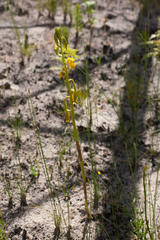 Orthochilus litoralis
