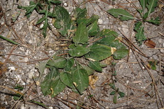 Viola ambigua