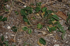 Viola ambigua
