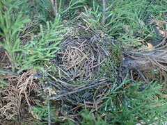 Muscicapa striata